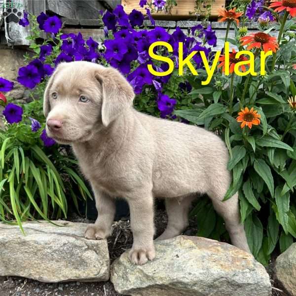 Skylar, Silver Labrador Retriever Puppy